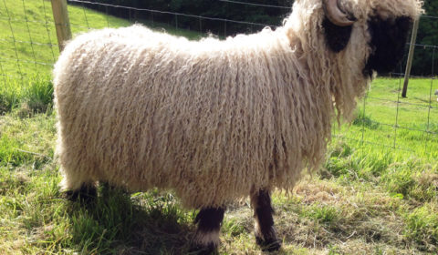 alais Blacknose Sheep for Sale UK