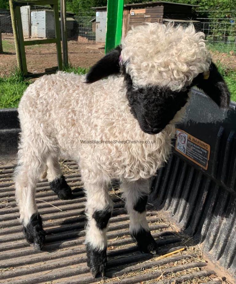 Valais Blacknose Sheep for Sale UK Semen Pellets & Straws
