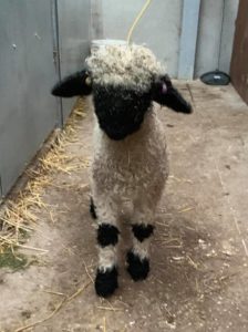 Valsis Blacknose Ram Lamb intact For Sale. He is a stunning, well marked young lamb with great black mask and matching patches.