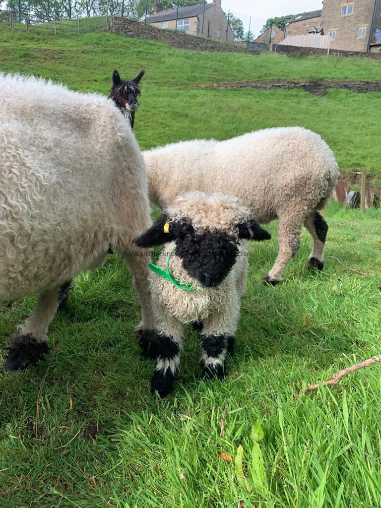 Valais Blacknose Sheep Cheshire UK