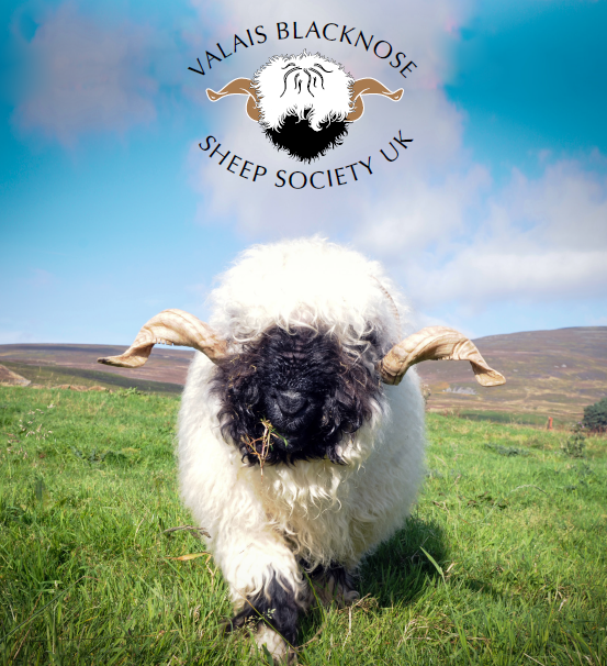 We are part of Valais Blacknose Sheep Society UK