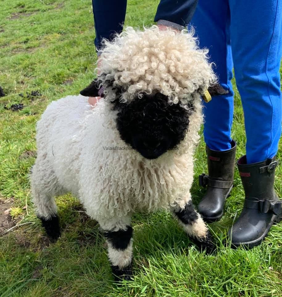 Valais Blacknose Sheep for Sale UK Semen Pellets & Straws