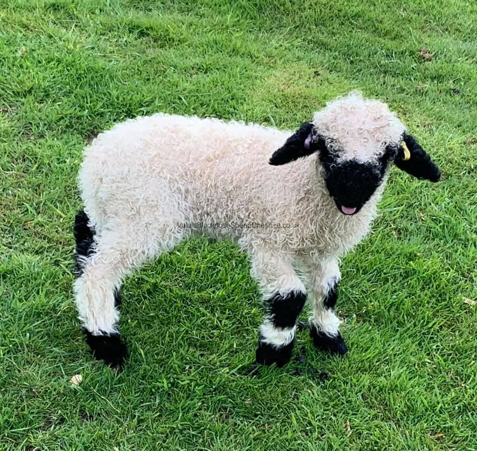 Valais Blacknose Sheep for Sale UK Semen Pellets & Straws
