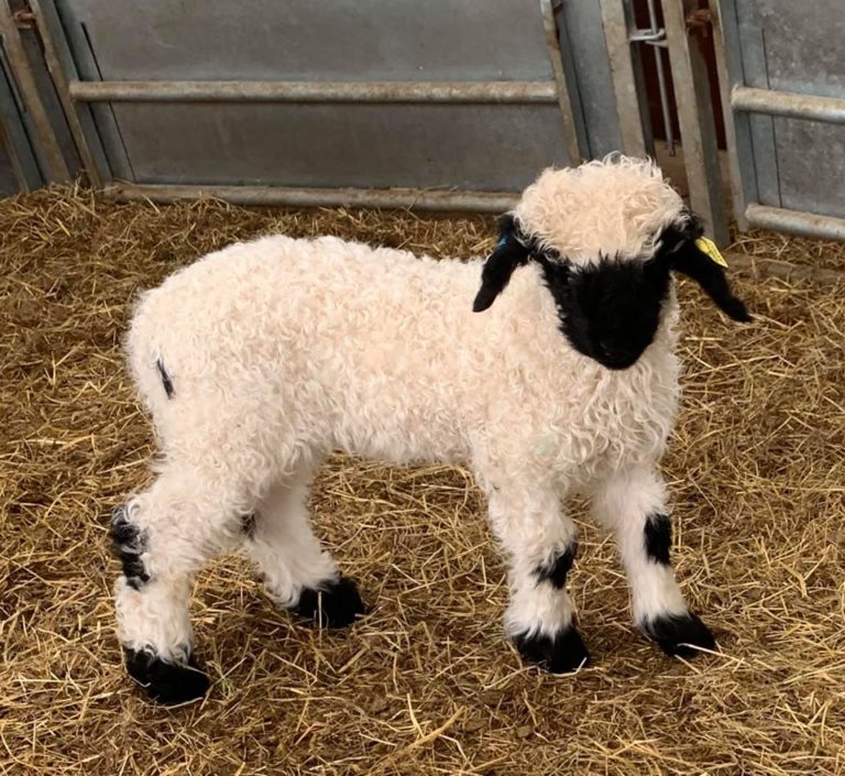 I have some Valais Blacknose Ewe Lambs and Ram Lambs available I have some Valais Blacknose Ewe Lambs and Ram Lambs available