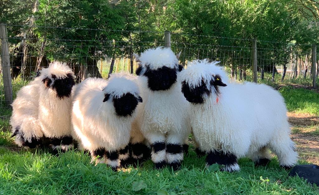 Valais Blacknose Sheep for Sale UK Semen Pellets & Straws
