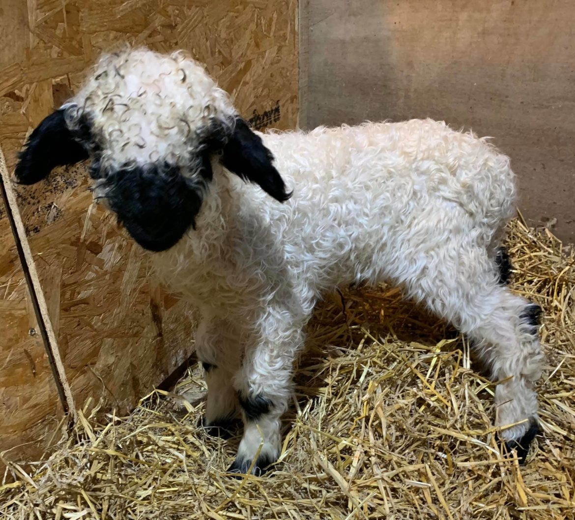 Pure breed Valais Blacknose Wether Lamb who is 2 weeks old looking for a new home