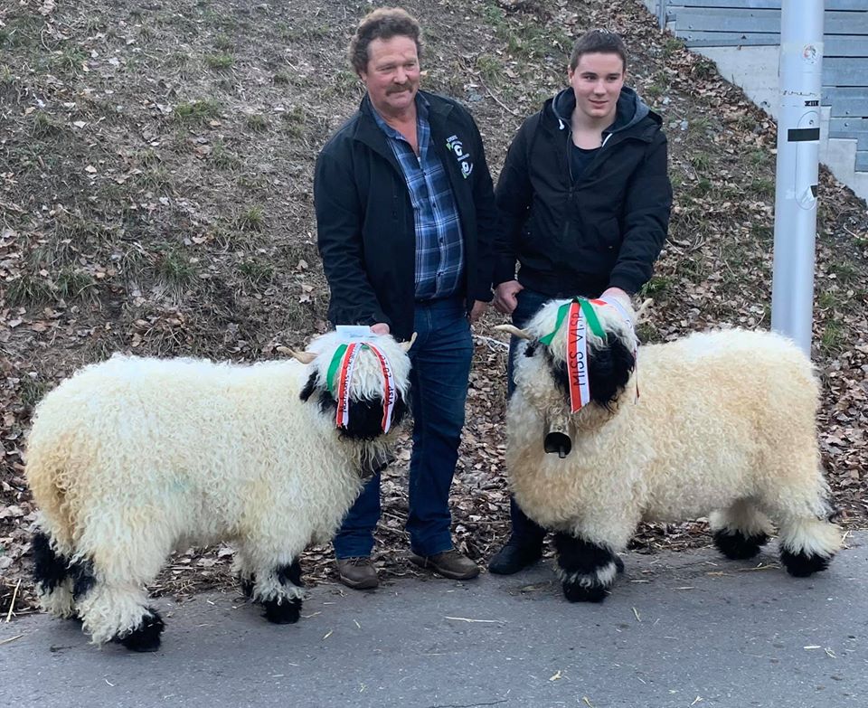 The winning Sheep at Miss VIsp 2020