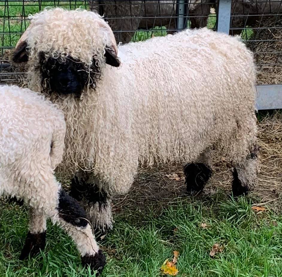 These are updated pictures of our Valais Blacknose intact Ram Lamb Gino