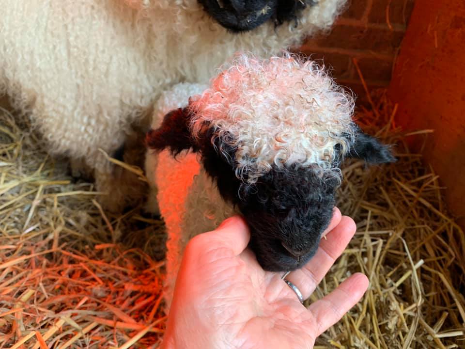 Valais Blacknose Ram Lamb bred of my Stock Ram Westmorland Elvis