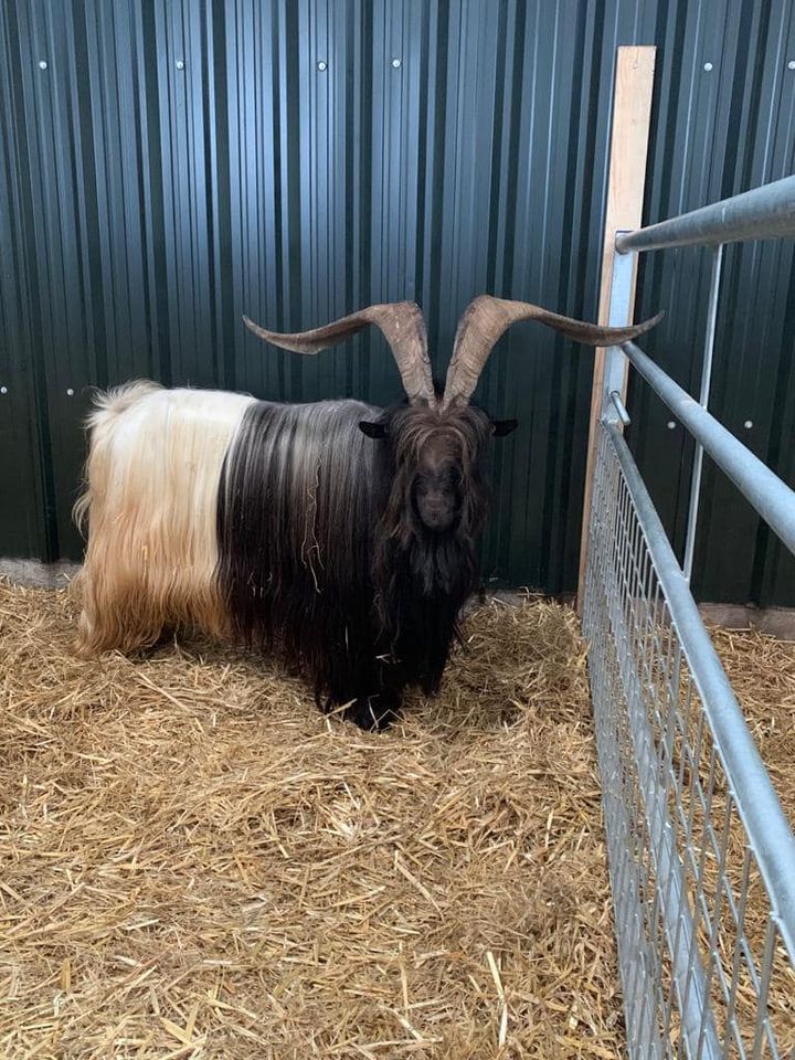We have imported the first Valais Blackneck Goats to the Uk