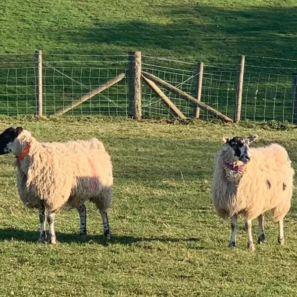 I have some North of England Mules in Lamb to a pure breed Valais Blacknose Ram and also some that are empty that have lambed already this year looking for new postcodes