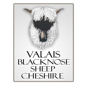 Valais Blacknose Sheep Cheshire