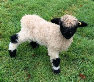 Valais Blacknose Sheep Semen For Sale