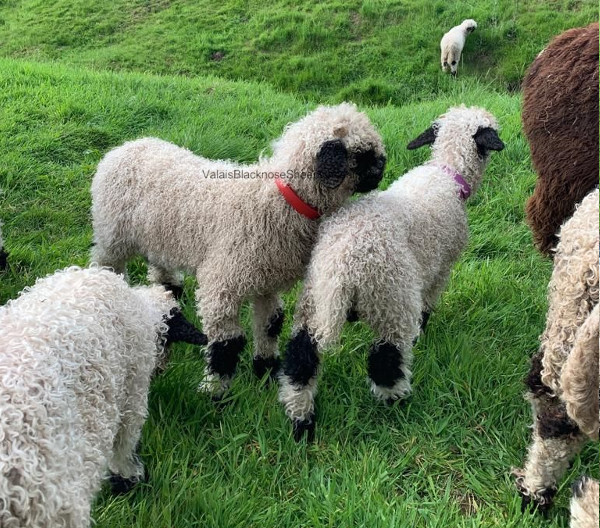 Lamb born with no wool given fluffy fleece - BBC News