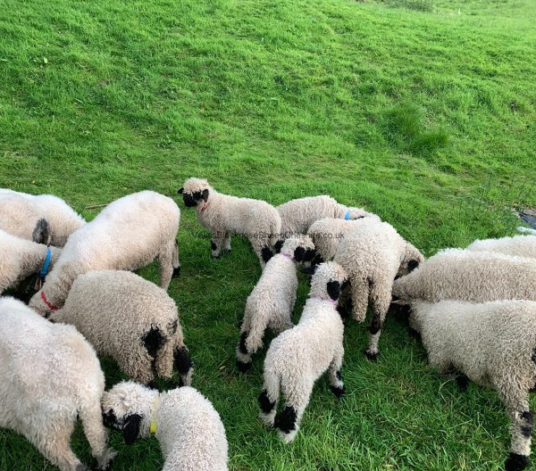 Counter to their cute appearance the Valais Blacknose sheep are by no means small animals.