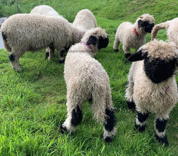 Local breeders are largely cosociated in Valais Blacknose Sheep Society UK