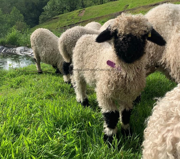 Lamb born with no wool given fluffy fleece - BBC News