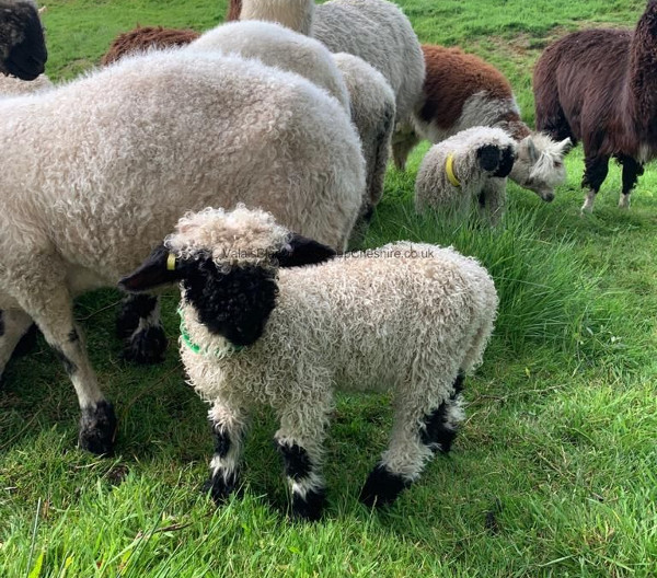 The Valais Blacknose has a thick coat of coarse white-coloured wool