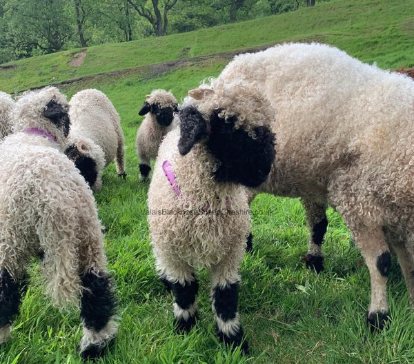 Lamb born with no wool given fluffy fleece - BBC News