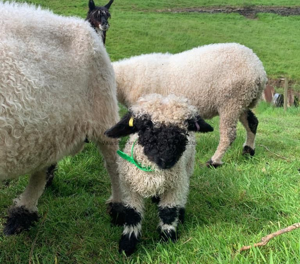 Valais Blacknose sheep do not shy away from contact with humans