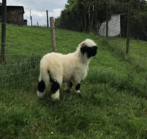 Valais Blacknose Sheep Semen for sale