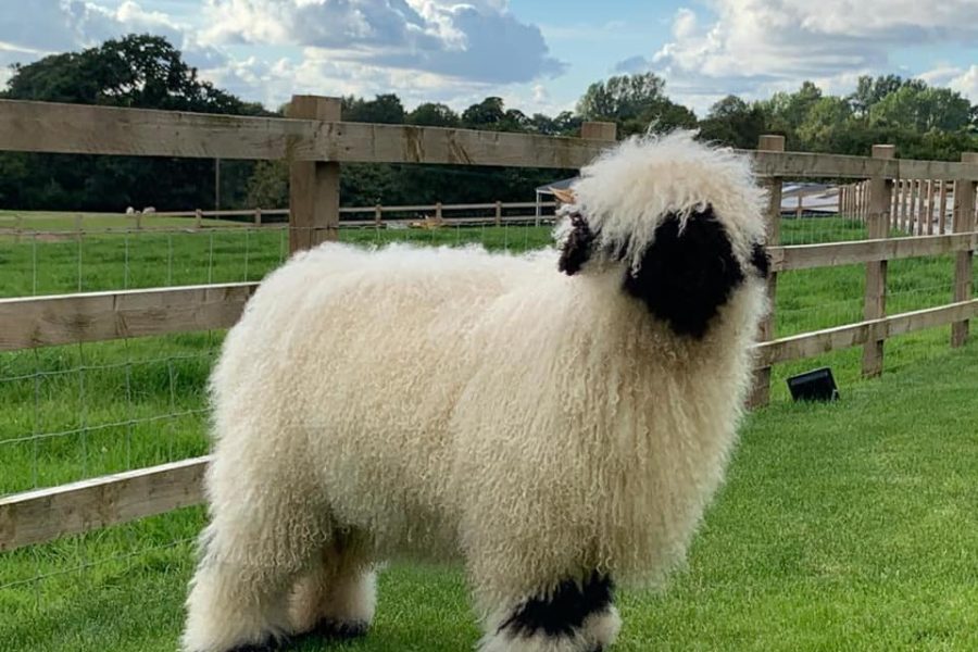 This is my 6 month old Valais Blacknose Sheep Ewe lamb I bred in 2020 that I like