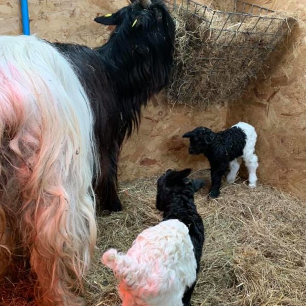 Really pleased to have some little Kids from our wonderful Valais Blackneck Goats, that are truly stunning and such great characters 😍😍