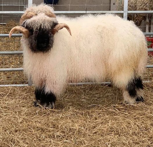 Valais Blacknose Ram Equaliser after a quick wash the other day when it was hot 😊