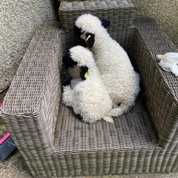 Valais Blacknose lambs that think they are dogs 😂 these sheep are so friendly it’s amazing 😊😊👍