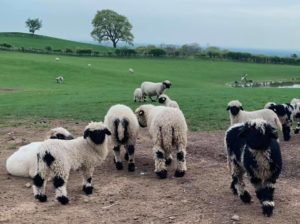 Valais Blacknose Sheep enjoying a bit of nice weather in Cheshire finally 😊
