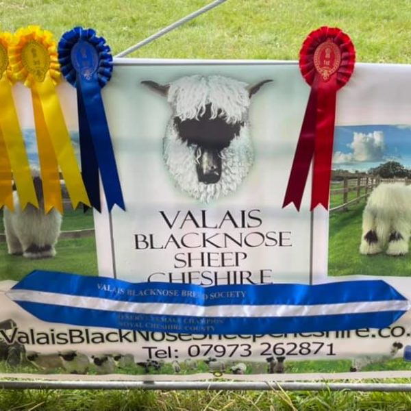 Had a great day at The Royal Cheshire show today with the Valais Sheep and Family and friends