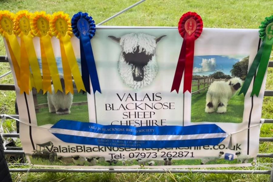 Had a great day at The Royal Cheshire show today with the Valais Sheep and Family and friends