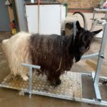 Some of the Valais Blackneck Goats had a makeover today and were in need of a good brush 🤩🤩👍