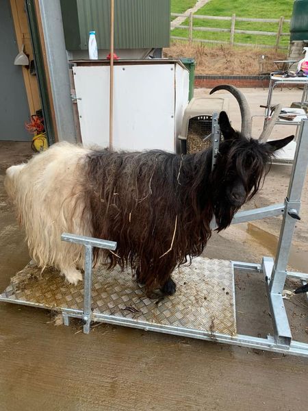Some of the Valais Blackneck Goats had a makeover today and were in need of a good brush 🤩🤩👍