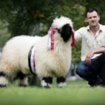 Valais Blacknose Sheep Semen available from pure Swiss type 3 Rams
