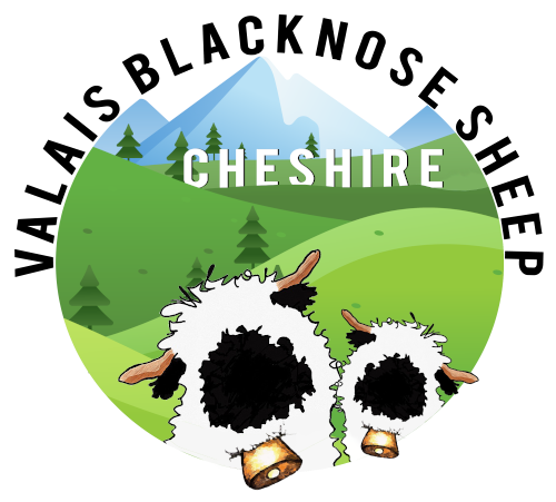 Valais Blacknose Sheep Cheshire