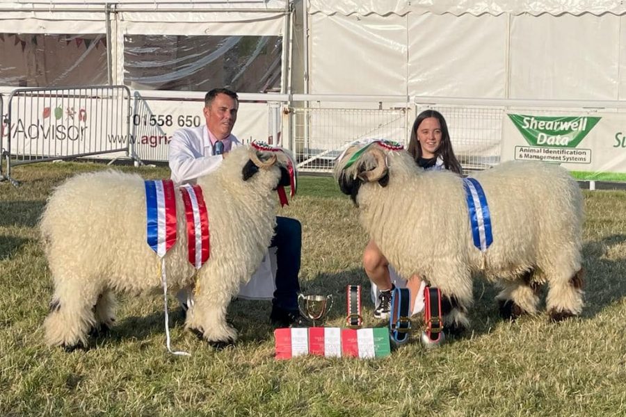Absolutely over the moon to win Supreme Champion Valais at the Royal Welsh Show