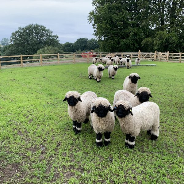 have some Valais Blacknose Ewe Lambs and Ram Lambs looking for new Postcodes bred from our award winning flock.