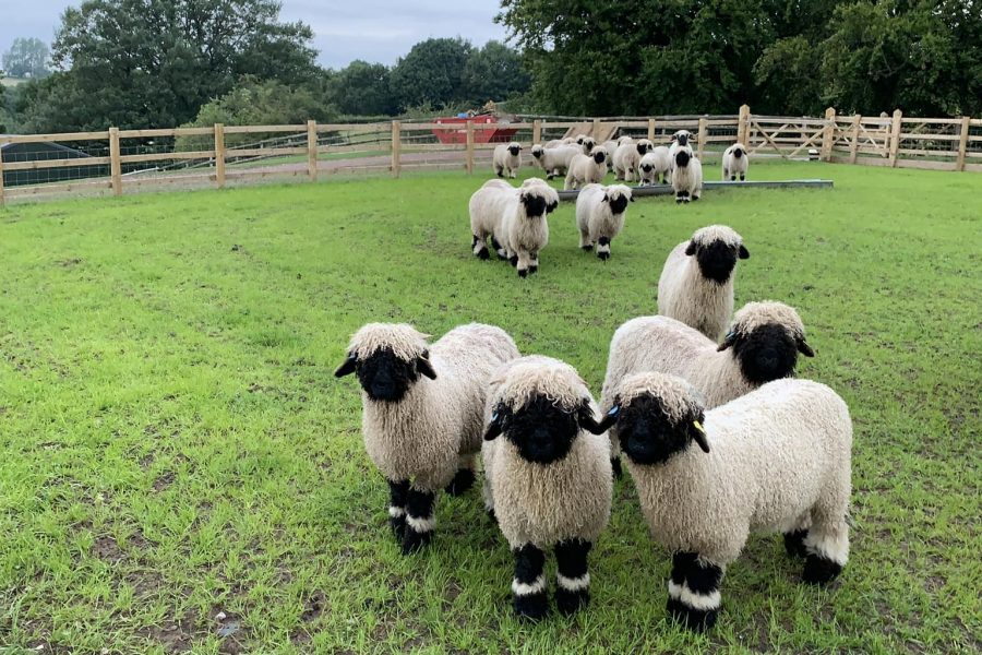 have some Valais Blacknose Ewe Lambs and Ram Lambs looking for new Postcodes bred from our award winning flock.