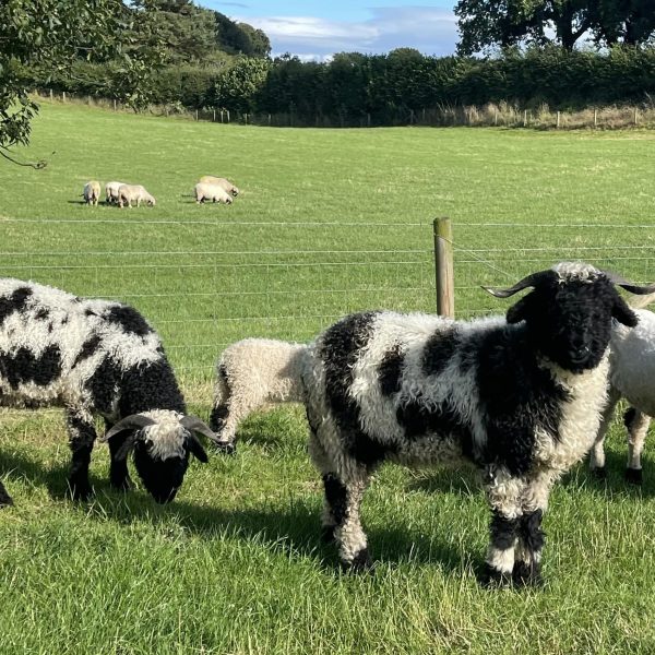 I have some Valais Blacknose Spitti Shearling looking for new home