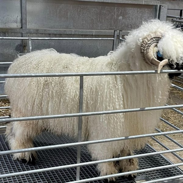 Lot 36 at The Southern Show & Sale Cheshire Infinity is a Huge Ram with pure Swiss rare breeding off 2 pure IMPORTS with fantastic wool