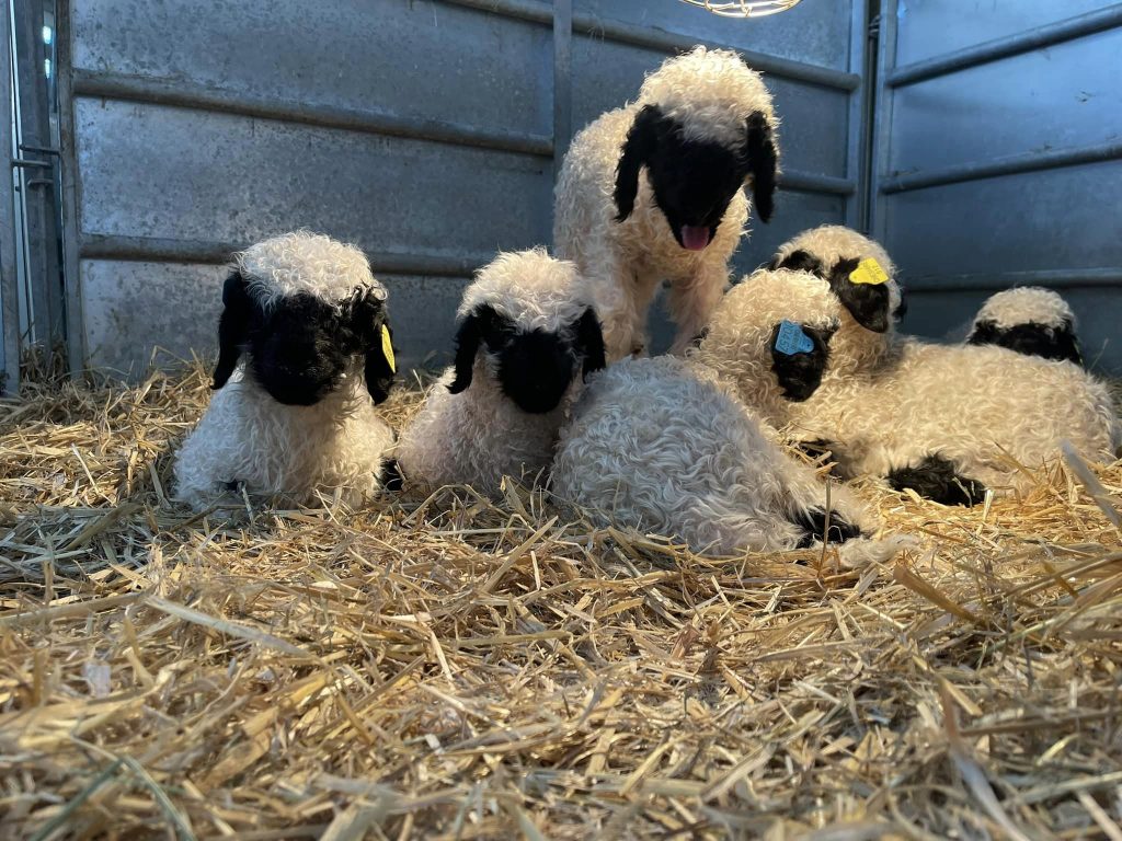 Valais Blacknose Sheep For Sale