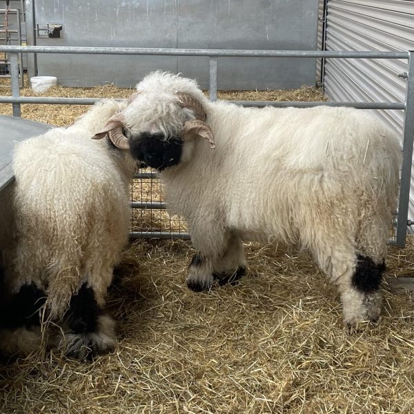 Looking for new postcodes a selection of quality Shearling Rams from show winning lines