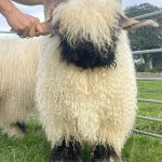 2 Shearling Rams going in the Southern Show and Sale at Worcester