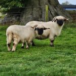 I have 3 retired Valais Blacknose ewes non breeding looking for a new 🏡