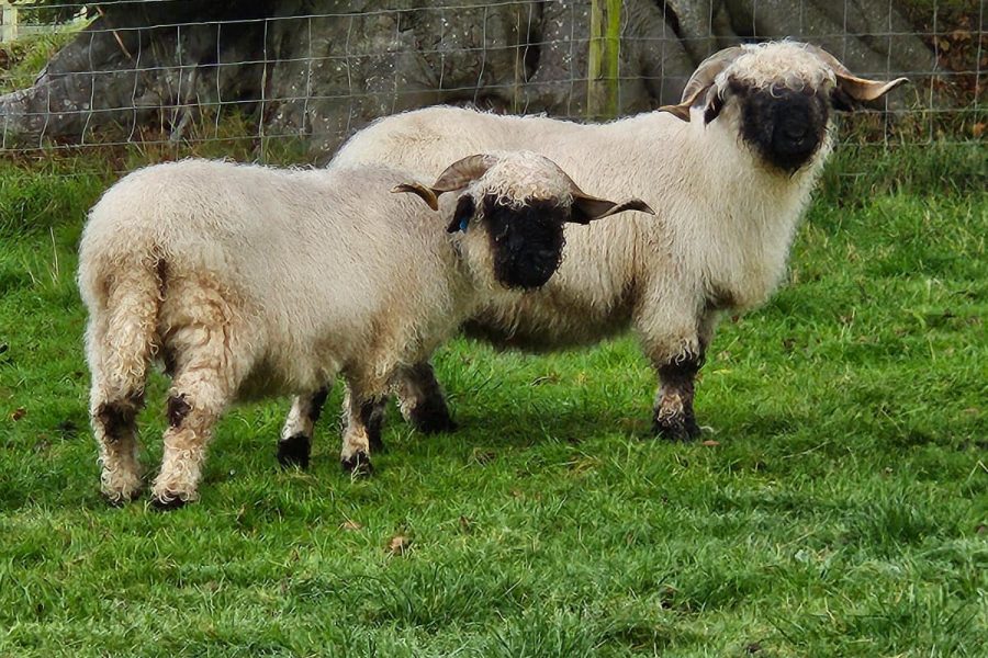 I have 3 retired Valais Blacknose ewes non breeding looking for a new 🏡