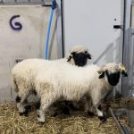 Valais Blacknose sheep Wether lambs looking for new postcodes