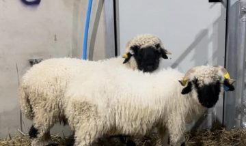 Valais Blacknose sheep Wether lambs looking for new postcodes