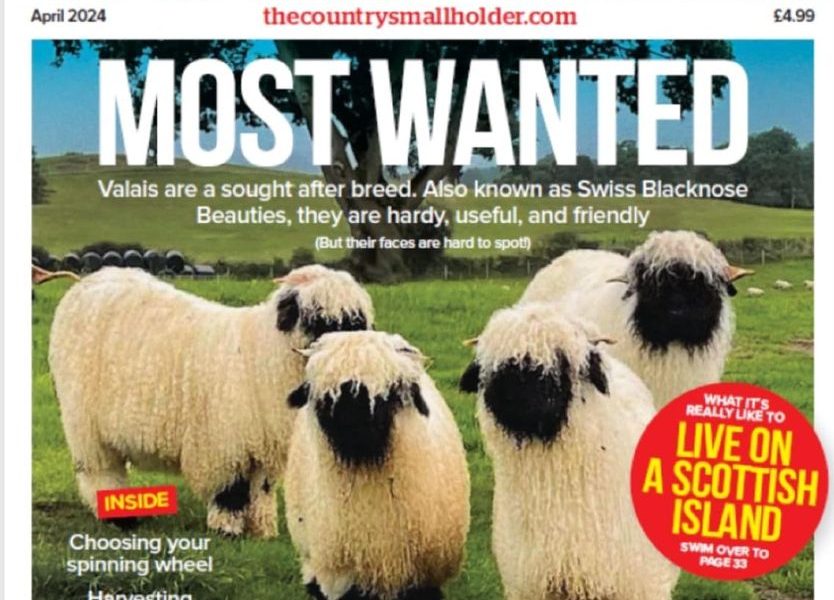 My Valais Sheep made the front page of Country Smallholder April edition