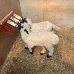 Valais Blacknose Wether Lambs looking for new Postcodes, Bred off my show winning stock